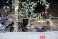 SOKAK KÖPEĞİ - Mahalleli Köpekler Yüzünden Dışarı Çıkamıyor