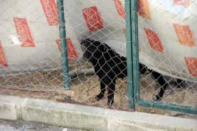 Arnavutköy'de Sokak Köpekleri Korku Saçıyor