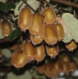 Rize'de Kivi Hasadı 15 Kasım'da Başlayacak