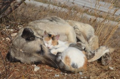 Tokat'ta Kedi İle Köpeğin Şaşırtan Dostluğu