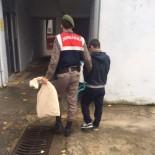 KUMBAĞ - Evinin Bahçesine Kenevir Eken Şahıs Tutuklandı