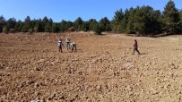 İSMAIL TÜFEKÇI - Isparta'ya  Geyik Elması Tohum Bahçesi Kuruluyor
