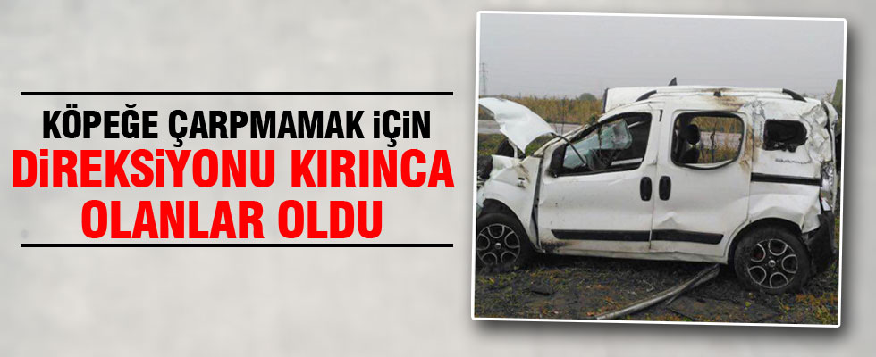 Köpek feci kazaya neden oldu