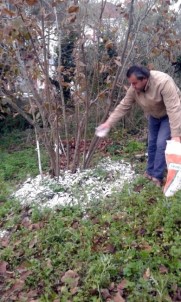 Fındıkta Kireçleme Önlemleri