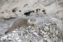YABAN KEÇİSİ - Çemişgezek'te Yavru Su Samuru Görüntülendi