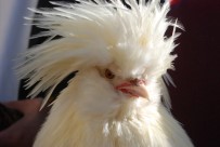 SULTAN TAVUĞU - Fiyatı dudak uçuklattı!