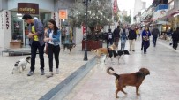SOKAK KÖPEKLERİ - Aydın'da Sokak Köpekleri Korkutmaya Başladı