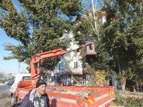 ERCAN ÖZDEMIR - Kavak Ağaçları İlçeyi Elektriksiz Bıraktı