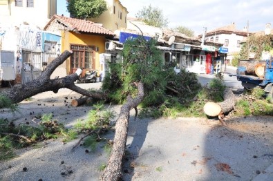 Milas Belediye Başkanı Tokat, Kesilen Ağaçlarla İlgili Açıklama Yaptı