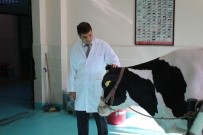 Marmara'da Kuduz Vak'aları Arttı