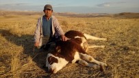 Yozgat'ta 2 Büyükbaş Hayvan Şap Hastalığından Telef Oldu