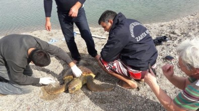 Manavgat'ta Caretta Caretta Seferberliği