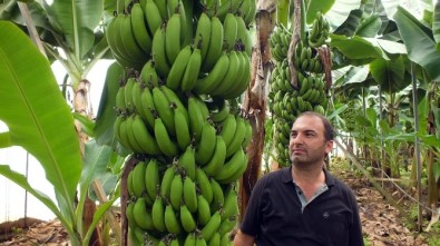 Muzda Şok Düşüş Üreticiyi Üzdü