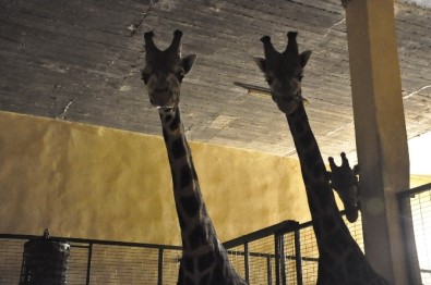 Darıca Hayvanat Bahçesindeki Zürafa Ailesine 2 Yeni Üye Daha Katıldı