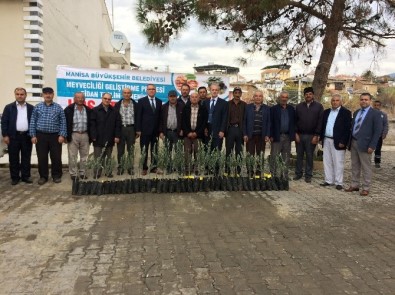 Salihli'de Üreticilere Zeytin Fidanı