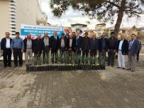 Salihli'de Üreticilere Zeytin Fidanı