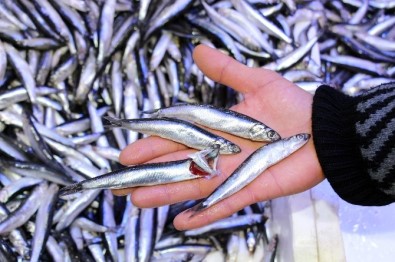 Samsun'da Hamsi 5 Lira