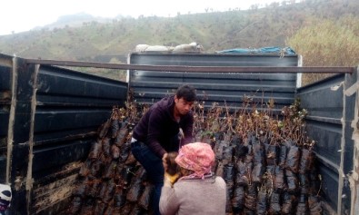 Sason'da 15 Bin Adet Fıstık Fidanı Dağıtıldı