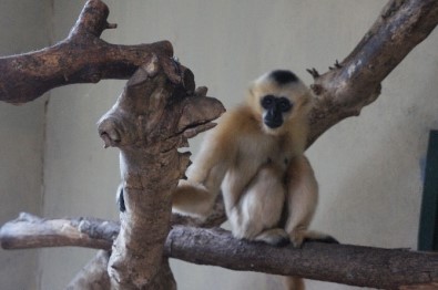 Türkiye'nin İlk Beyaz Yanaklı Gibbon Çifti Darıca'da Buluştu