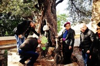 ZEYTİN AĞACI - 650 Yıllık Zeytin Ağacına Plaket Takıldı