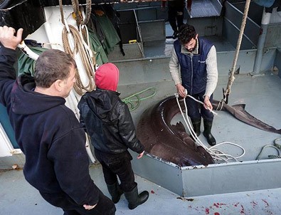 Çinekopa ağ atan balıkçılar köpek balığı yakaladı
