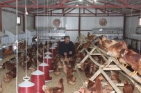 ORGANİK YUMURTA - 'Genç Çiftçi' Projesinden Faydalandı Çiftlik Kurdu
