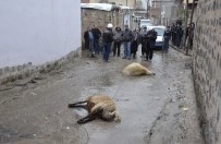 ELEKTRİK TELİ - Üzerine Elektrik Teli Düşen 2 Koyun Telef Oldu