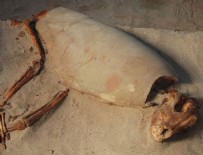 KıZıLDENIZ - 2000 yıllık hayvan mezarlığı bulundu