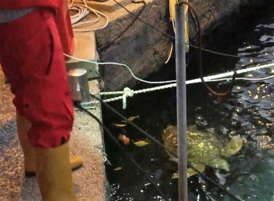 Balıkçı Barınağında Kaplumbağa Operasyonu