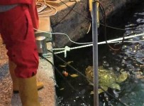 DENİZ KAPLUMBAĞALARI - Balıkçı Barınağında Kaplumbağa Operasyonu