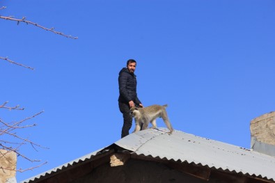 Hakkari'de Maymun Kurtarma Operasyonu