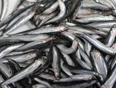 Hamsinin fiyatı bir günde 8 lira arttı