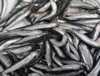 Hamsinin fiyatı bir günde 8 lira arttı