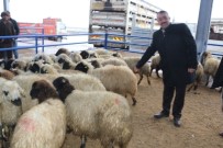 KEREM SÜLEYMAN YÜKSEL - Niğde'de 11 Aileye 440 Koyun Dağıtıldı