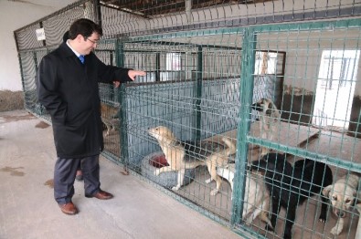 Aksaray Belediyesi Sokak Hayvanlarını Unutmadı