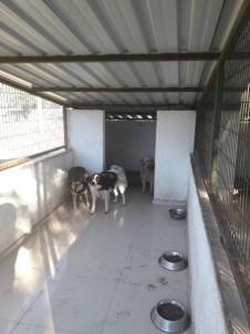Burhaniye'de Köpeklere Belediye Koruması