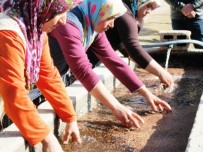ÜVEZ - Türkiye'nin Fidanları Eğirdir'de Yetiştiriliyor
