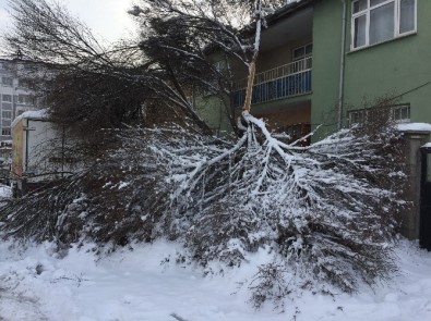 Kar Yağışı Ağaçların Kırılmasına Neden Oldu