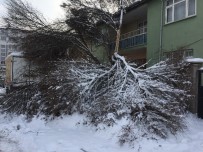 SEVINDIK - Kar Yağışı Ağaçların Kırılmasına Neden Oldu