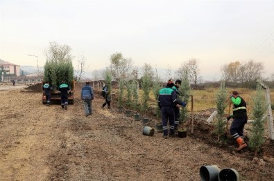 Başiskele'de 1 Yılda 5 Bin Adet Ağaç Toprakla Buluştu