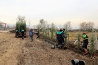 Başiskele'de 1 Yılda 5 Bin Adet Ağaç Toprakla Buluştu