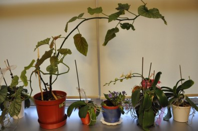 Organik Işık Yayan Bitkiler Sokakları Aydınlatacak