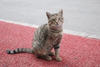 3 Bacaklı 'Kahraman'