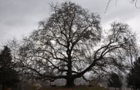 HıDıRELLEZ - Bu Çınar 450 Yaşında