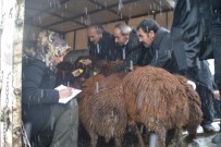Eleşkirt'te Genç Çiftçi Projesi Kapsamında Hayvanlar Teslim Edilmeye Başlandı