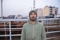 Iğdır'da Çiftçilere Büyükbaş Hayvan Dağıtımı Haberi