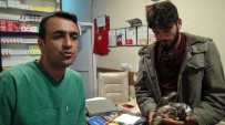 ÜÇPıNAR - Yaralı Kartalı Beşiktaş Taraftarı Kurtardı