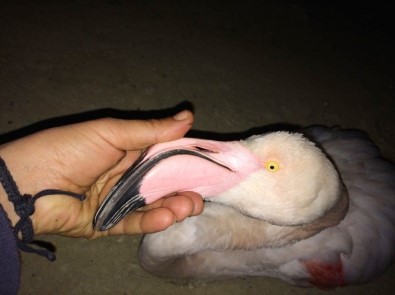 Denizli'de Bulunan Flamingo Tedavi Edildikten Sonra Doğaya Bırakıldı