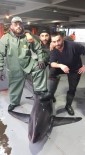 KÖPEKBALIĞI - Dev köpek balığı şaşkına çevirdi
