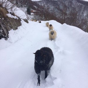 Koyunların Karda Zorlu Yolculuğu